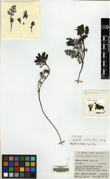 Type specimen at Edinburgh (E). Ludlow, Frank; Sherriff, George: 3425. Barcode: E00062274.