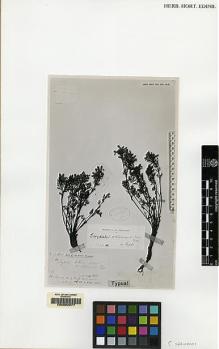 Type specimen at Edinburgh (E). Dr G. King's Collector: . Barcode: E00062277.