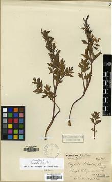 Type specimen at Edinburgh (E). Duthie, John: 13922. Barcode: E00062282.