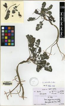 Type specimen at Edinburgh (E). Stainton, John: 5535. Barcode: E00062284.