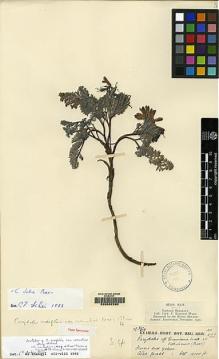 Type specimen at Edinburgh (E). Kingdon-Ward, Francis: 6163. Barcode: E00062290.