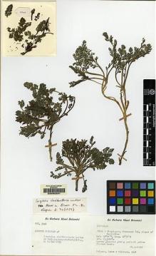 Type specimen at Edinburgh (E). Polunin, Oleg; Sykes, William; Williams, Leonard: 3530. Barcode: E00062291.