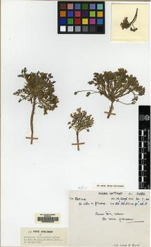 Type specimen at Edinburgh (E). Ludlow, Frank; Sherriff, George: 11086. Barcode: E00062294.