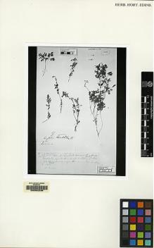 Type specimen at Edinburgh (E). Royle, John: . Barcode: E00062296.