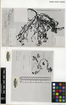 Type specimen at Edinburgh (E). Dr G. King's Collector: . Barcode: E00062297.