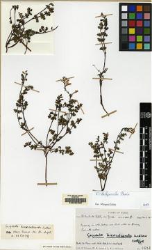 Type specimen at Edinburgh (E). Polunin, Oleg; Sykes, William; Williams, Leonard: 4684. Barcode: E00062305.