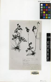 Type specimen at Edinburgh (E). Ludlow, Frank; Sherriff, George; Hicks, J.: 20624. Barcode: E00062311.