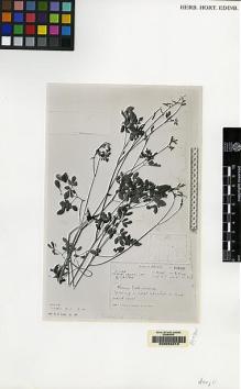 Type specimen at Edinburgh (E). Ludlow, Frank; Sherriff, George; Hicks, J.: 20599. Barcode: E00062313.