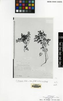 Type specimen at Edinburgh (E). Kingdon-Ward, Francis: 7575. Barcode: E00062322.