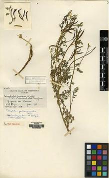 Type specimen at Edinburgh (E). Purpus, Carl: 4602. Barcode: E00062324.