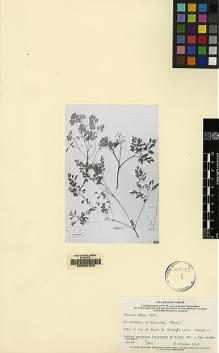 Type specimen at Edinburgh (E). Miller, P.: . Barcode: E00062325.