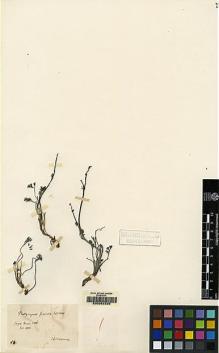 Type specimen at Edinburgh (E). Willkomm, H.M.: 48. Barcode: E00062326.