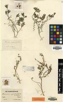 Type specimen at Edinburgh (E). Boissier, Pierre; Reuter, Georges: . Barcode: E00062331.