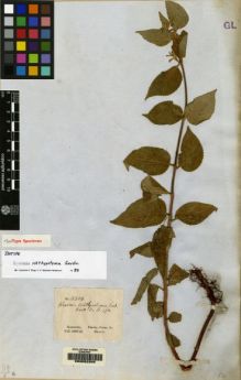 Type specimen at Edinburgh (E). Gardner, George: 3304. Barcode: E00062340.