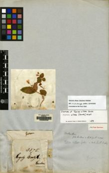 Type specimen at Edinburgh (E). Gardner, George: 3875. Barcode: E00062346.