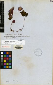 Type specimen at Edinburgh (E). Hartweg, Karl: 353. Barcode: E00062354.