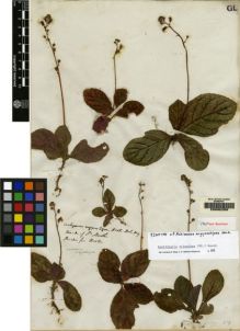 Type specimen at Edinburgh (E). Purdie, William: . Barcode: E00062358.