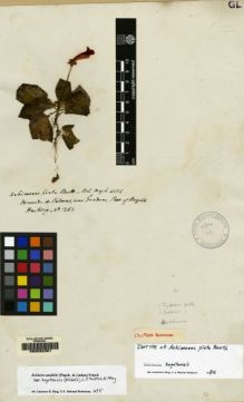 Type specimen at Edinburgh (E). Hartweg, Karl: 1263. Barcode: E00062361.