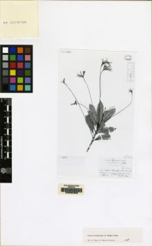 Type specimen at Edinburgh (E). Ekman, E.: 3730. Barcode: E00062369.