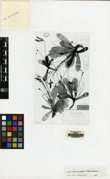 Type specimen at Edinburgh (E). Ekman, E.: H10776. Barcode: E00062370.