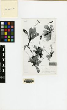 Type specimen at Edinburgh (E). Ekman, E.: H10776. Barcode: E00062371.