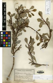 Type specimen at Edinburgh (E). Sintenis, Paul: 6590. Barcode: E00062372.