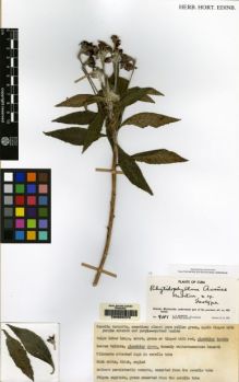 Type specimen at Edinburgh (E). Morton, John: 9181. Barcode: E00062376.