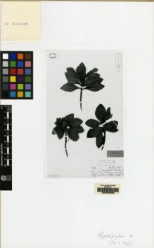 Type specimen at Edinburgh (E). Ekman, E.: 1397. Barcode: E00062380.