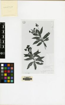 Type specimen at Edinburgh (E). Ekman, E.: 19199. Barcode: E00062384.