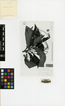 Type specimen at Edinburgh (E). Ekman, E.: 6913. Barcode: E00062386.