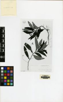 Type specimen at Edinburgh (E). Ekman, E.: 13907. Barcode: E00062388.