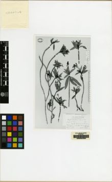 Type specimen at Edinburgh (E). Ekman, E.: 16168. Barcode: E00062389.