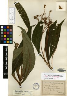 Type specimen at Edinburgh (E). von Eggers, Henrik: 3474. Barcode: E00062392.