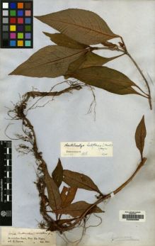 Type specimen at Edinburgh (E). Spruce, Richard: . Barcode: E00062395.