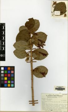Type specimen at Edinburgh (E). Stearn, William: 451. Barcode: E00062398.