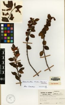 Type specimen at Edinburgh (E). Hoehne, F.: SP4685. Barcode: E00062402.