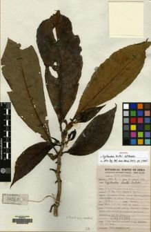 Type specimen at Edinburgh (E). Balakrishnan, Nambiyath: 3025 E. Barcode: E00062405.