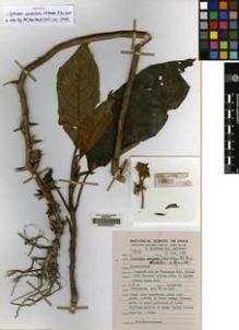 Type specimen at Edinburgh (E). Balakrishnan, Nambiyath: 5700. Barcode: E00062407.
