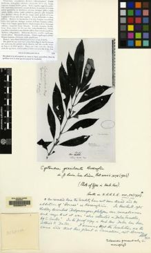 Type specimen at Edinburgh (E). Curtis: . Barcode: E00062414.