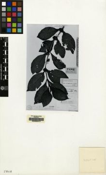 Type specimen at Edinburgh (E). von Blume, Carl: . Barcode: E00062417.