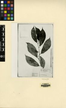 Type specimen at Edinburgh (E). Forbes, Henry: 1382. Barcode: E00062421.