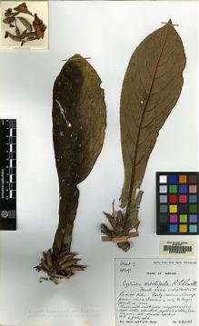 Type specimen at Edinburgh (E). Burtt, Brian; Woods, Patrick: B.2421. Barcode: E00062424.