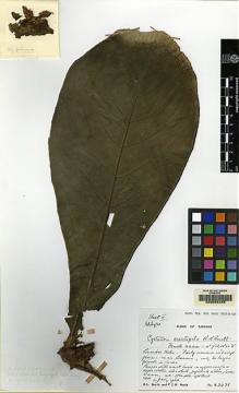 Type specimen at Edinburgh (E). Burtt, Brian; Woods, Patrick: B.2421. Barcode: E00062425.