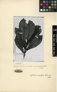Type specimen at Edinburgh (E). Beccari, Odoardo: 909. Barcode: E00062426.