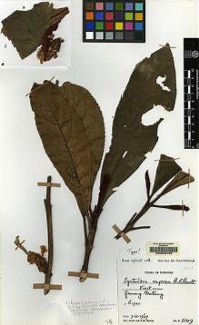 Type specimen at Edinburgh (E). Burtt, Brian; Martin, Adam: B.5149. Barcode: E00062428.
