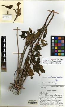 Type specimen at Edinburgh (E). Burtt, Brian: B.8183. Barcode: E00062432.