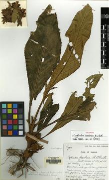 Type specimen at Edinburgh (E). Burtt, Brian; Woods, Patrick: 2511. Barcode: E00062436.