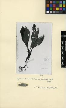 Type specimen at Edinburgh (E). Beccari, Odoardo: 1070. Barcode: E00062437.