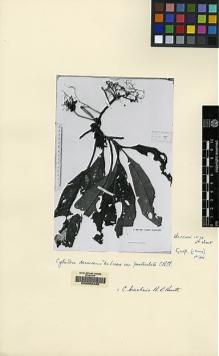 Type specimen at Edinburgh (E). Beccari, Odoardo: 1070. Barcode: E00062438.