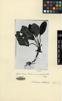 Type specimen at Edinburgh (E). Beccari, Odoardo: 938. Barcode: E00062439.
